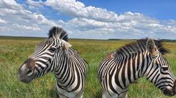 Так званого директора заповідника «Асканія-Нова» засудили до 15 років за воєнні злочини